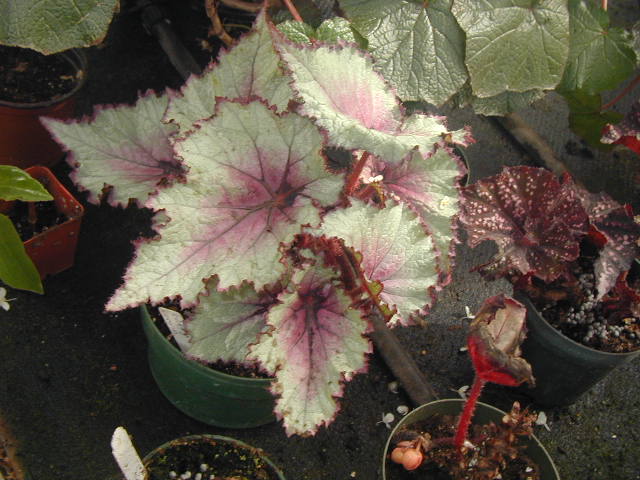 B. ‘Casey Corwin’